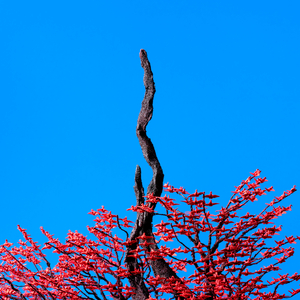 富婆性婬乱A片AAAA片
